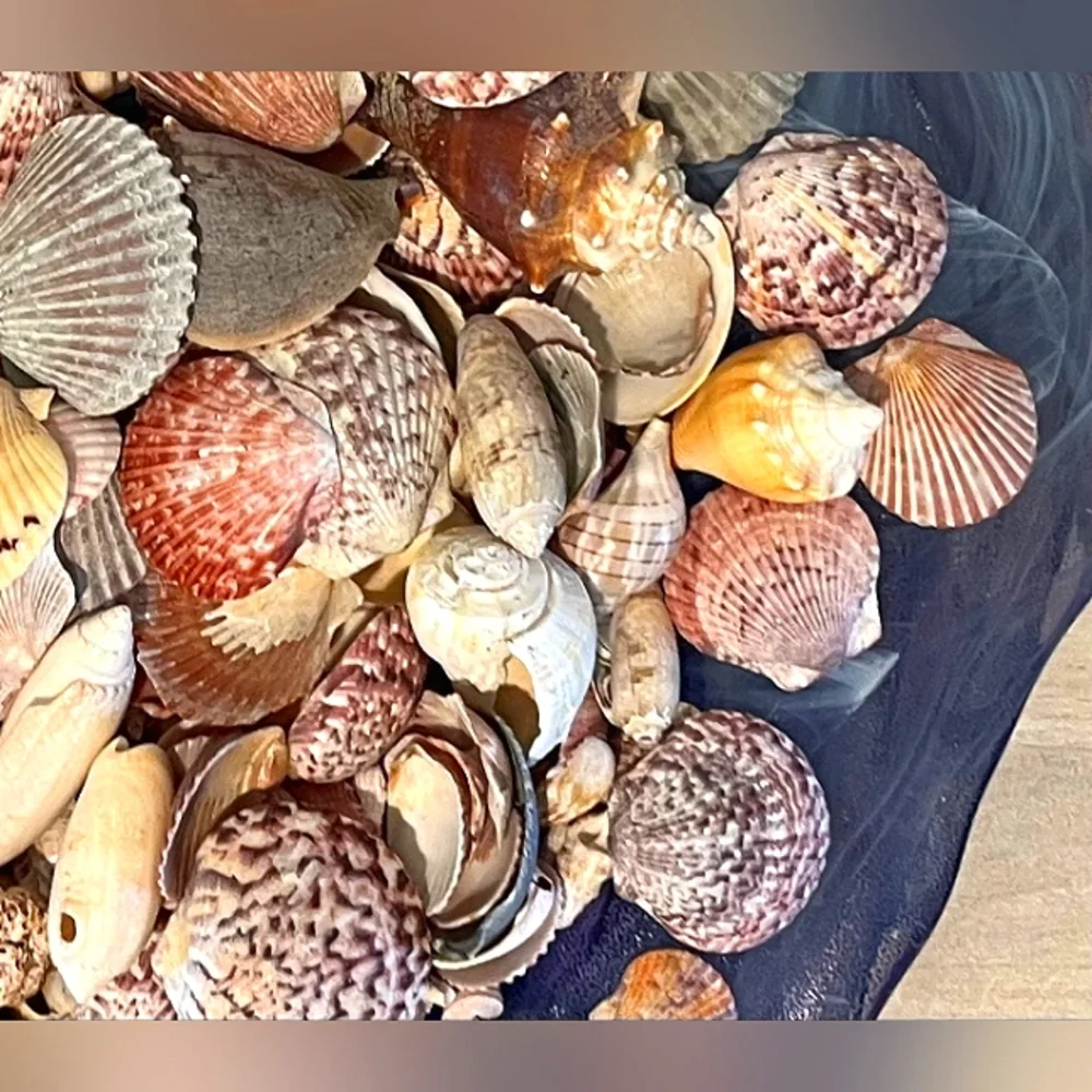 Sanibel, Captiva, & 10,000 Island Seashells From SW Florida 1 Pound Asso…